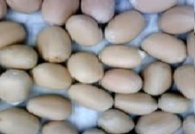 RARE SEEDS.jpg