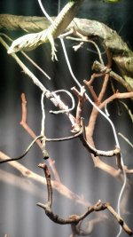 IMG_20170217_111010772.jpg