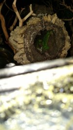 IMG_20170219_205319765.jpg