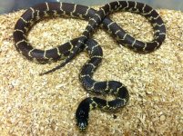 desert kingsnake.jpg