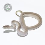 Axanthic Super Zebra 07316.jpg