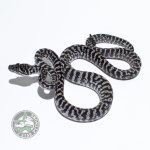 Axanthic Zeb 49515 (1 of 1).jpg