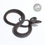 Axanthic Zebra 38616.jpg