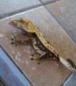 IMG_20170205_205456_735.jpg
