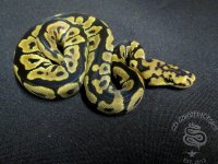 SNCLOWN17M2.jpg