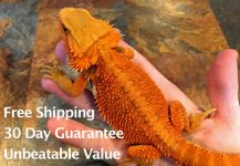 HereBDragons benefits - Blood Red Bearded Dragon Shop Now.jpg HereBDragons benefits - Blood Red Bearded Dragon Shop Now.jpg