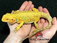 2016-29-12 citrus leatherback hypo bearded dragon.jpg 2016-29-12 citrus leatherback hypo bearded dragon.jpg