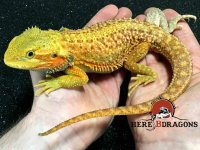 2016-30-2 dunner trans bearded dragon.jpg 2016-30-2 dunner trans bearded dragon.jpg