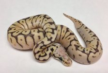 killerbee male 1.jpg