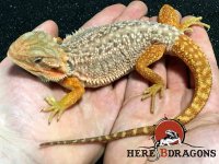 2016-30-12 red dunner trans bearded dragon.jpg 2016-30-12 red dunner trans bearded dragon.jpg