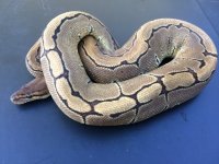 Pinstripe female 1104 g .jpeg
