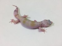 SUPER HYPO MACK SNOW.jpg