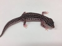 SUPER SNOW HET TREMPER.jpg