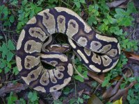 55-2014 Fire female #1 400 gm $225.00.jpg