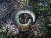 31-2013 Pin het Pied male #1 600 gm $275.00.jpg