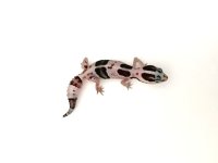 fattail3.jpg