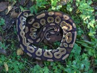 56-Proven breeder Cinnamon male #101 900 gm $125.00.jpg