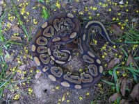 89-Proven breeder Black Pastel het Hypo male #117 800 gm $195.00.jpg