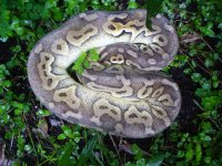 Proven breeder Thunder Pewter female #168 1300 gm $400.00.jpg