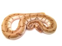 enchi lesser spider male.jpg