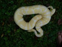32-Proven breeder Albino female #109 2100 gm $600.00.jpg