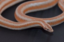 DSC_1002.jpg