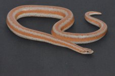 DSC_1013.jpg