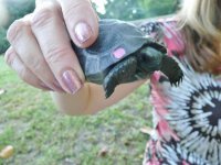 Aldabra Hatchling for Ad 2.jpg