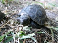 Aldabra Hatchling for Ads 4.jpg