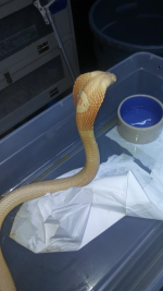 Albino_monocled_2.png