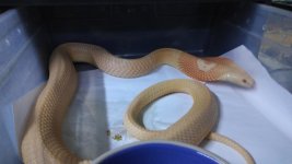 Albino_monocled_2.0.jpg