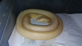 Albino_monocled_1.0.jpg