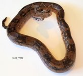 Hypo Male.jpg