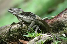 b.basiliscus.jpg
