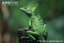 Male-plumed-basilisk-perched-on-a-tree-stump.jpg