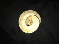 IMG_1761.jpg
