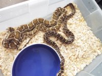Cinnamon Possible Double Het.jpg