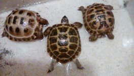 IMG_20170618_085507.jpg