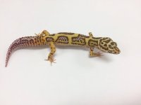 JUNGLE BELL MALE.jpg