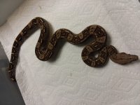 2016 1.0 AZTEC 66% HET T+, ANERY.jpg