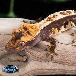 crested-gecko-Ge27.jpg
