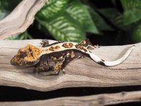 crested-gecko-Ge27b.jpg