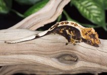 crested-gecko-Ge27a.jpg