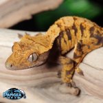 crested-gecko-Ge21t.jpg