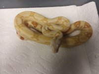 100217 2016 1.0 SHARP ALBINO $349.jpg