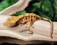 crested-gecko-Ge21b.jpg