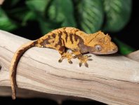 crested-gecko-Ge21c.jpg