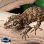 gargoyle-gecko-Ge23t.jpg
