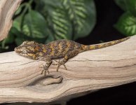 gargoyle-gecko-Ge23b.jpg