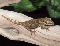 gargoyle-gecko-Ge23a.jpg